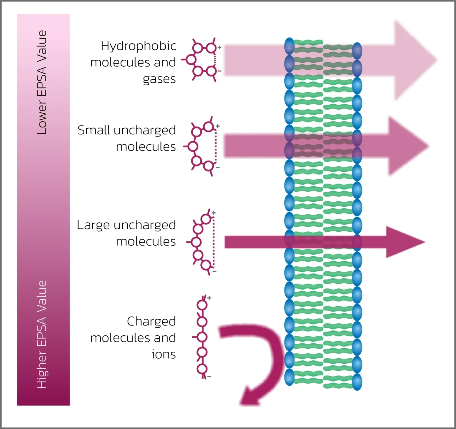 Diagram of molecule permeability through a membrane.