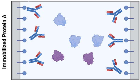 Diagram of immobilized Protein A with antibodies.